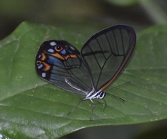 Pseudohaetera hypaesia