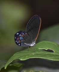 Pseudohaetera hypaesia