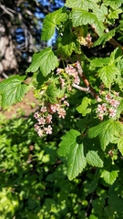 Ribes acerifolium