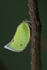 Salurnis marginella