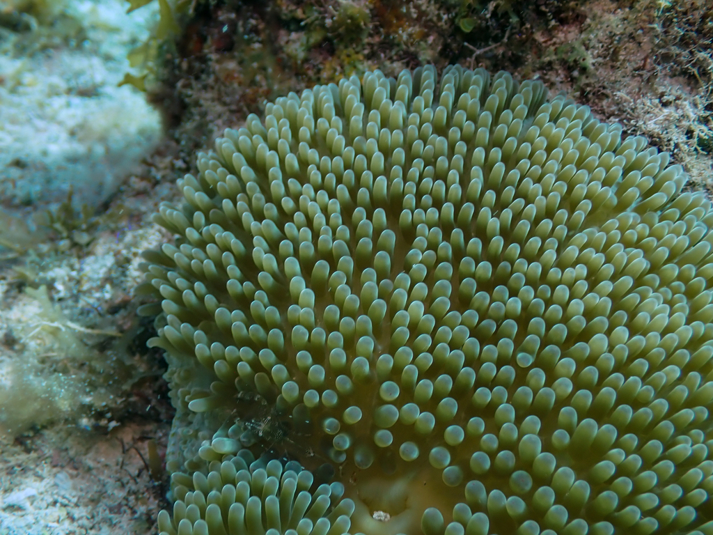 Sun Anemone