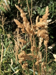 Dactylis glomerata
