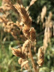 Dactylis glomerata