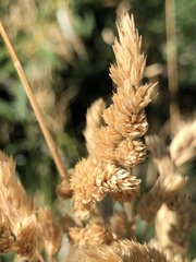 Dactylis glomerata