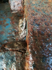 Rhinella humboldti