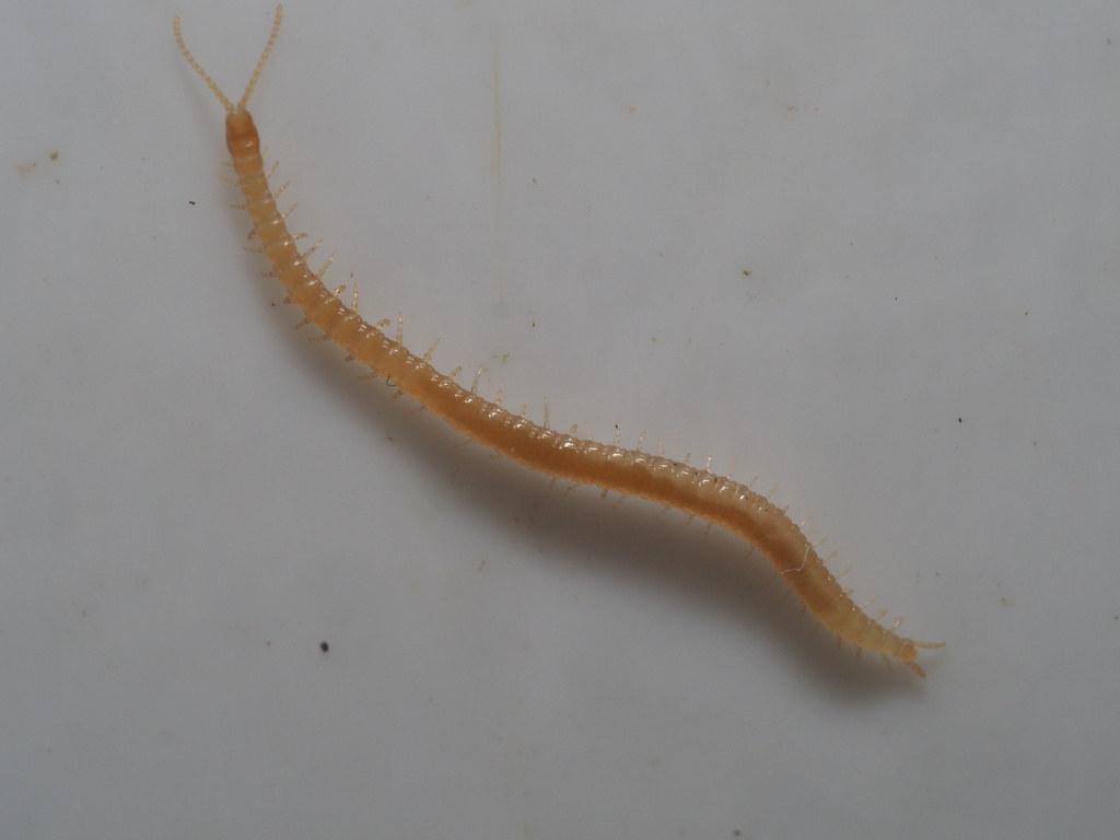 Geophilus truncorum