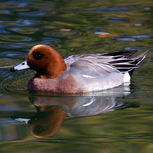 Fischione (Mareca penelope)