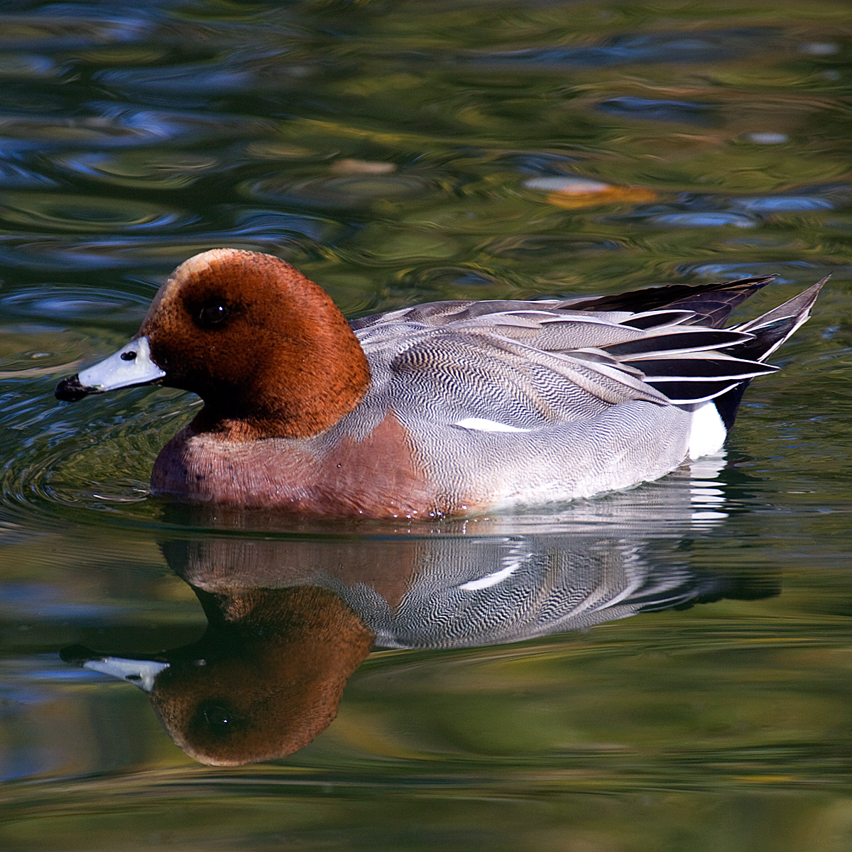 Eurasian Wigeon (Mareca penelope)