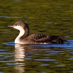 Pacific Loon photo 5