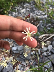 Silene chamarensis