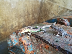 Rhinella humboldti