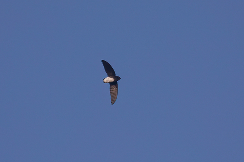 Böhm's Spinetail (Neafrapus boehmi), photo 3