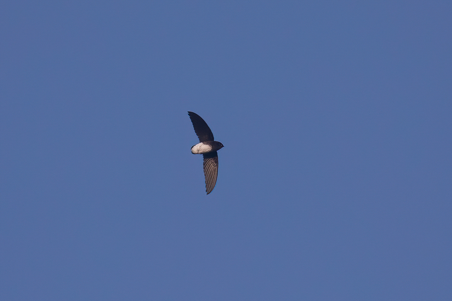 Böhm's Spinetail (Neafrapus boehmi), photo 3