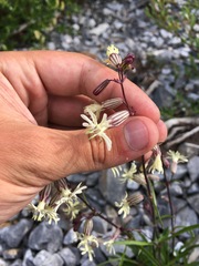 Silene chamarensis