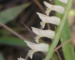Spiranthes longilabris