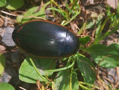 Dytiscus verticalis