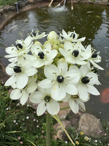 Giant Chink (Ornithogalum saundersiae)