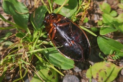 Dytiscus verticalis