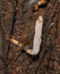 Clavulina tasmanica