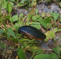 Dytiscus verticalis
