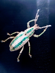 Compsus viridivittatus