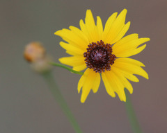 Coreopsis leavenworthii