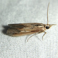 Ancylostomia stercorea