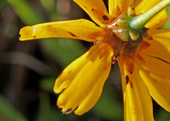 Coreopsis floridana
