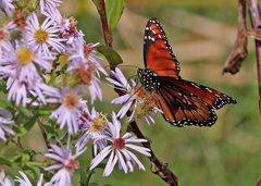 Danaus eresimus tethys