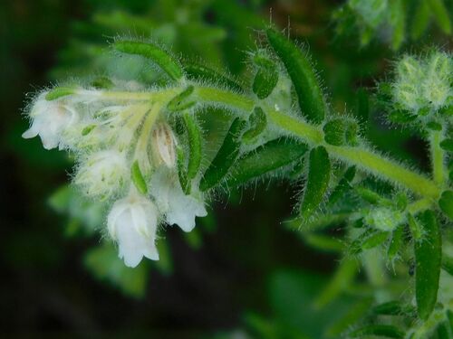 Felt Heath (Erica pannosa)