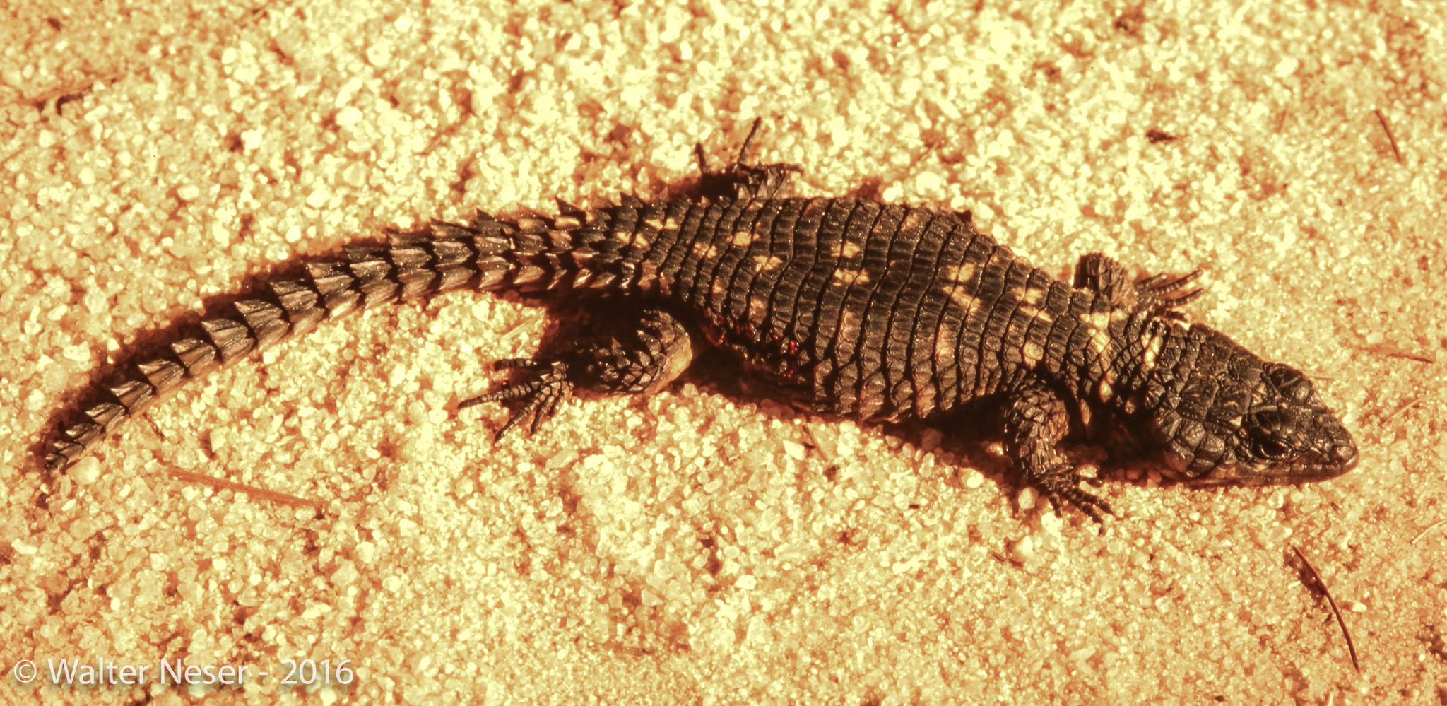 Zimbabwean Girdled Lizard (Cordylus rhodesianus) · iNaturalist
