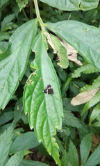Alampla arcifraga