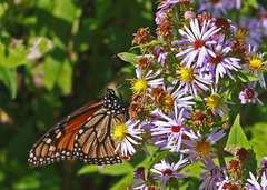 Symphyotrichum elliottii