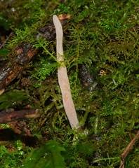 Clavulina tasmanica