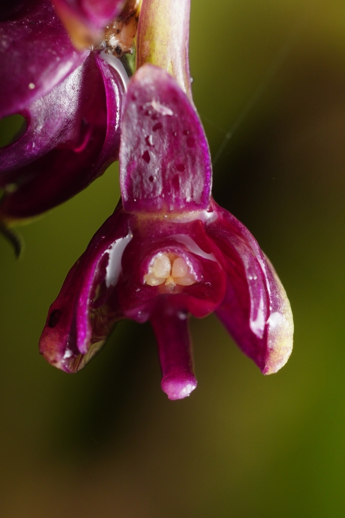 Epidendrum coryophorum