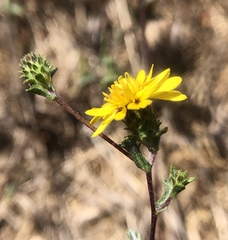 Lessingia germanorum