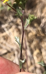 Lessingia germanorum