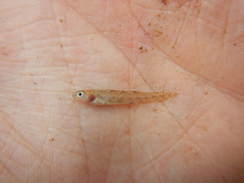 Bluntnose darter (Etheostoma chlorosomum) — Percidae — 2