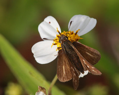 Panoquina panoquin