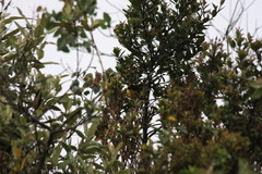 Atlapetes pallidinucha