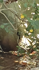 Dicrurus macrocercus