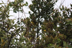 Atlapetes pallidinucha