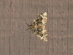 Ecliptopera silaceata