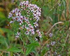 Symphyotrichum elliottii
