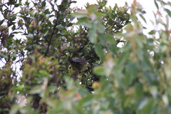 Atlapetes pallidinucha