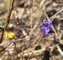 Gilia capitata chamissonis