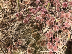 Chorizanthe cuspidata cuspidata