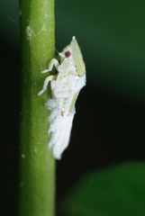 Salurnis marginella