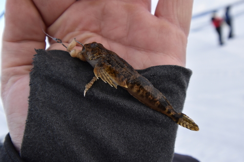 Alpine bullhead (Cottus poecilopus) — Cottidae — 2