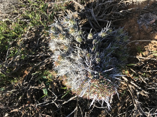 Manyhead Barrelwort (Euphorbia multiceps)